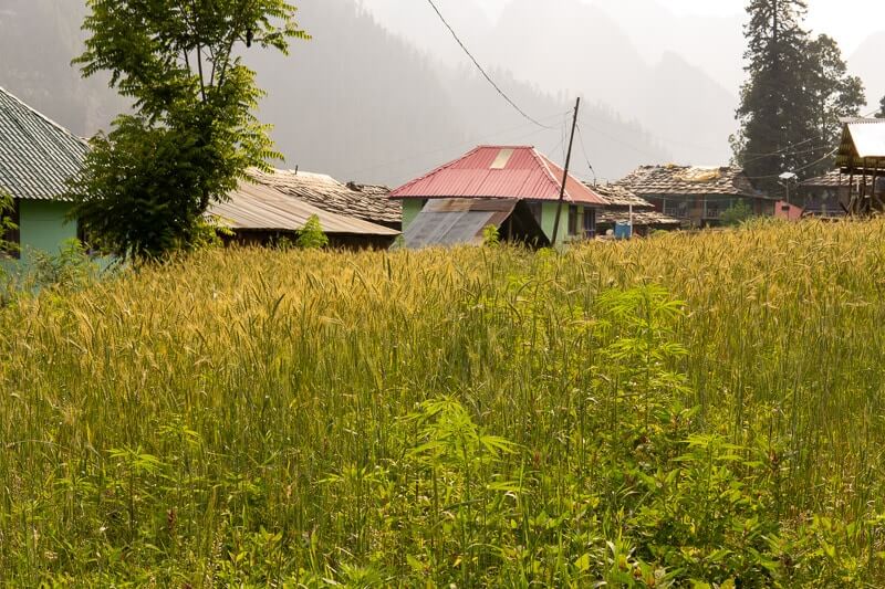 crops and houses of grahan village