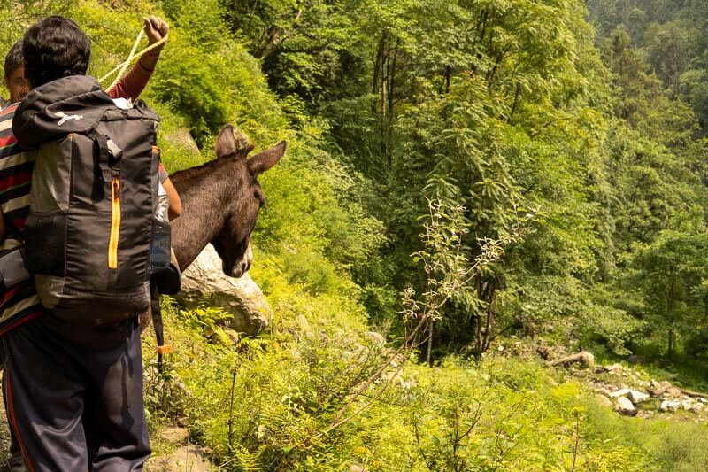 horse and trekker on the trail
