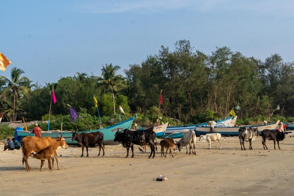 a group of cows hanging out on a tropical beach in south india