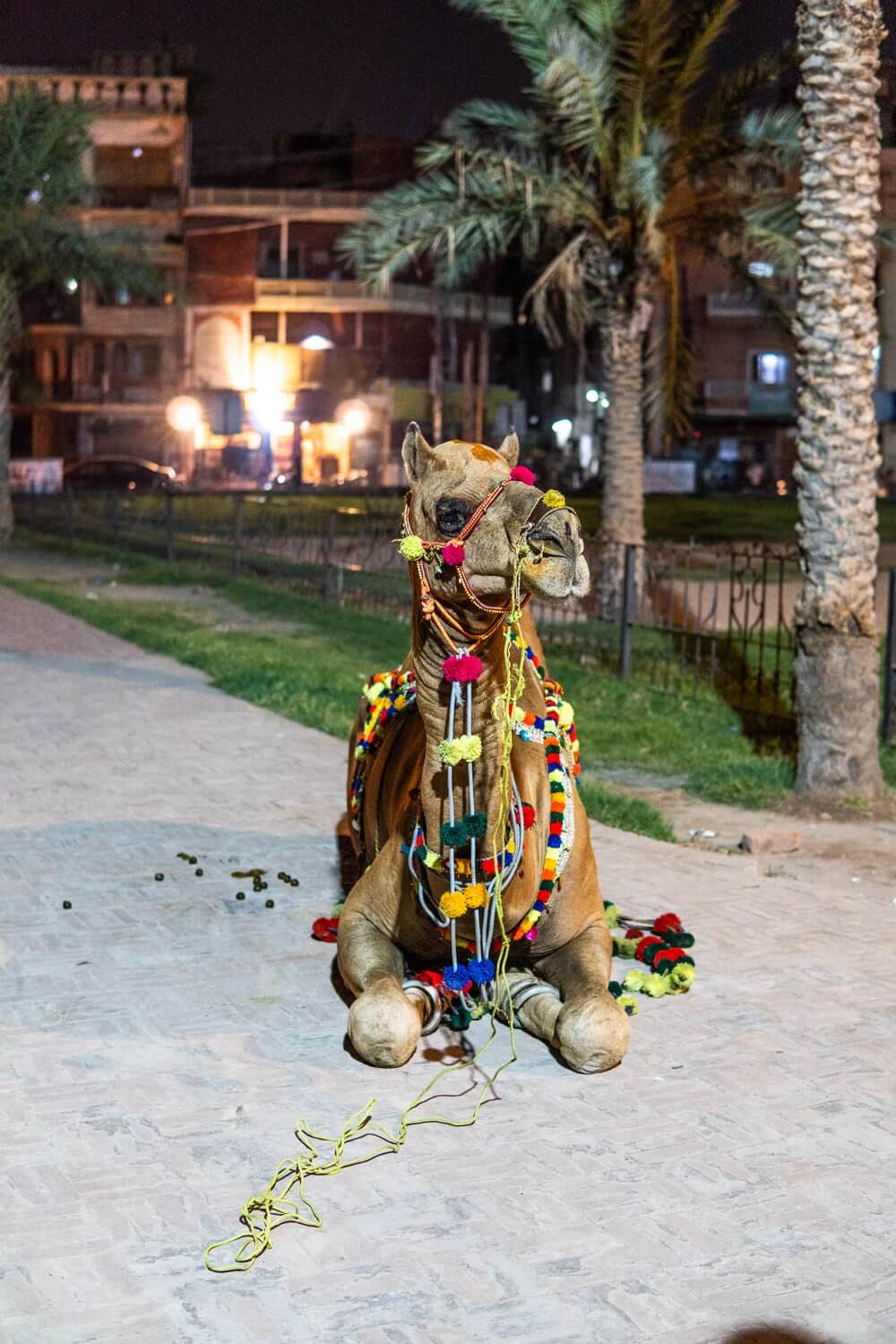 camel in lahore pakistan