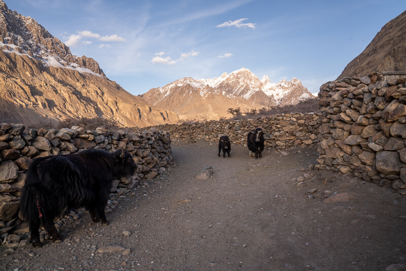 yaks walking on a village road in pakistan